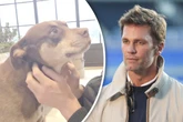 Lua ist tot, lang lebe Junie! Sport-Star Tom Brady lässt geliebten Hund klonen