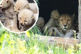 Zuckersüß: Geparden-Babys in Stuttgart tapsen erstmals in Gehege umher