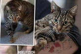 Vergiftet und erkrankt: Katerchen Paul hat schweren Start ins Leben! Jetzt sucht er ein Zuhause