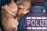 Senior will Hundewelpen auf Flohmarkt verkaufen: Als die Polizei anrückt, eskaliert es
