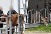 Nach Razzia in Halsbrücke: Was wird jetzt aus den "Reichsbürger"-Tieren?