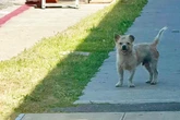 Hund läuft immer wieder zum selben Haus: Was Tierschützerin dann erfährt, bricht ihr Herz