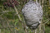 Gefahr durch Killer-Wespe? Radioaktives Nest nahe einstiger Nuklearwaffenfabrik entdeckt