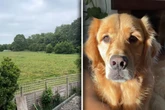Frau erfährt von Partner, dass Golden Retriever weggelaufen ist: Kurz darauf lacht sie Tränen