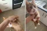 Katze hat Hunger: Was sie dann macht, lässt Lachtränen fließen