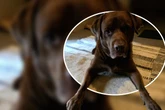 Labrador-Mix mit schwerem Schicksal sucht Menschen mit Hunde-Erfahrung