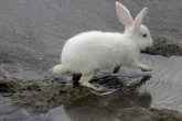 Mutig oder gefährlich: Können Kaninchen schwimmen?