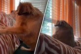 Hund mit seltener Krankheit klettert Sofa hoch: Was er dann macht, sorgt für Schmunzler
