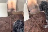 Als Frau sieht, wer nach 25 Jahren durch Hundeklappe kriecht, filmt sie es sofort