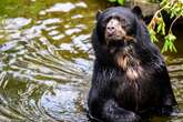 Nächster Neuzugang im Kölner Zoo: Brillenbär 