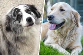 Golden Aussie: So schick sieht der Golden-Retriever-Australian-Shepherd-Mix aus