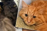 Was diese Katzen erlebt haben, macht Tierfreunde einfach nur wütend