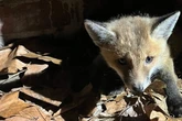Dramatische Rettung: Feuerwehr befreit Fuchsbaby aus Kanal