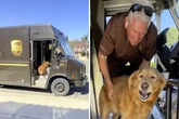 Golden Retriever liebt den UPS-Mann: Doch was dann passiert, bricht so viele Herzen
