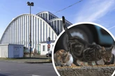 Katzen-Drama in Köln geht weiter: Über 100 Miezen suchen noch immer ein neues Zuhause