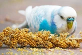 Artgerechte Ernährung: Was fressen Wellensittiche wirklich?