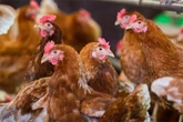 Tiertransporter auf A2 gefangen: Polizei kann nicht alle 9000 Hühner vor Hitzetod retten