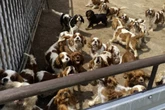 Eingepfercht und gequält: Polizei rettet mehr als 850 Hundewelpen aus Zuchtbetrieb