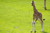 Giraffenbaby aus dem Zoo Leipzig sucht Namen und Ihr könnt Vorschläge machen