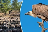 Drama im Krüger-Nationalpark: Skrupellose Wilderer vergiften Hunderte Geier