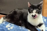 Wegen Übergewicht im Tierheim: Wer schenkt Katzen-Omi Kite ein Zuhause?