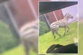 Zebra auf Abwegen: Ausgebüxtes Haustier wird zum Internet-Star