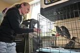 Wo verletzte Piepmätze in Chemnitz Hilfe finden: Ihre Wohnung ist eine Wildvogelstation