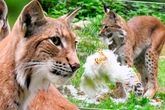 Hühnerjagd in sächsischem Tierpark: Luchs erlegt Federvieh