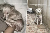Hund ist 4 Jahre vor Haus angeleint: Nach seiner Rettung ist er kaum wiederzuerkennen