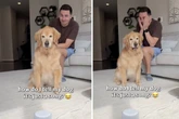 Was Golden Retriever macht, als er Rap-Lied hört, sorgt bei Herrchen für einen Lach-Flash