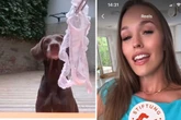 Neuer Job: Laura Müller lässt Tierheim-Hunde an getragenen Höschen schnüffeln