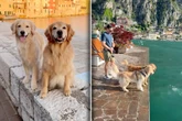 Golden Retriever schauen aufs Meer: Was dann passiert, ärgert das Herrchen - "Großer Fehler"