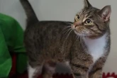 Kein "Anfänger-Kater": Wer schenkt Max trotzdem ein liebevolles Zuhause?