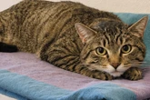 Kater Pauli hat kaum Erfahrung mit Menschen: Findet er jemals sein Happy End?