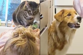 Golden-Retriever-Mix wird auf Katze eifersüchtig und trifft wahnwitzige Entscheidung