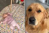 Golden Retriever darf nicht ins Zimmer zum Baby: Kurz darauf schmelzen Herzen