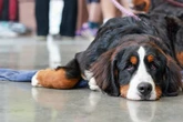 Besitzer war nur kurz einkaufen: Hund vor Supermarkt geklaut