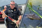 Alligator verirrt sich auf Baustelle, was dann passiert, sorgt für erstaunte Gesichter