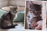 Katzenfamilie lebte unter einer Palette: Drei Kitten warten auf ihr Happy End