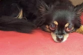 Kleine Drama-Queen sucht großes Glück: Wer schenkt Cleo ein neues Zuhause?