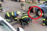 Brenzliger Einsatz: Kleine Hündin unter VW Golf eingeklemmt