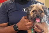 Pfleger checken Mikrochip von Hund: Kurz darauf müssen alle weinen