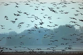 Faszinierendes Tierspektakel: 100.000 Kraniche ziehen durch Deutschland