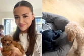 Frau macht Hund mit Vierbeiner ihrer Kindheit bekannt: Kurz darauf bricht ihr Herz
