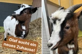 Ziege Olaf läuft Besitzer davon, der will ihn nicht mehr zurück: Wer schenkt ihm ein neues Leben?