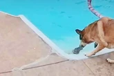 Hund verhält sich seltsam am Pool: Als Frau genauer hinsieht, traut sie ihren Augen nicht