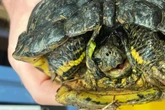 Exotische Schildkröte ruft Polizei auf den Plan: Zu wem gehört das Tier?