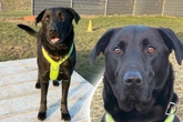 Treue Augen, großes Herz: Mallorca-Schäferhund hofft auf Happy End