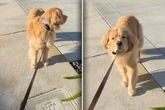 Golden Retriever weigert sich, spazieren zu gehen: Sein Grund verzückt so viele