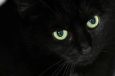 Anwohner hörten ihre verzweifelten Schreie: Katze durch Tierfalle verletzt